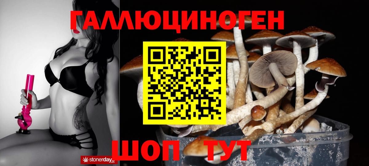 Псилоцибиновые грибы Psilocybine cubensis Фурманов